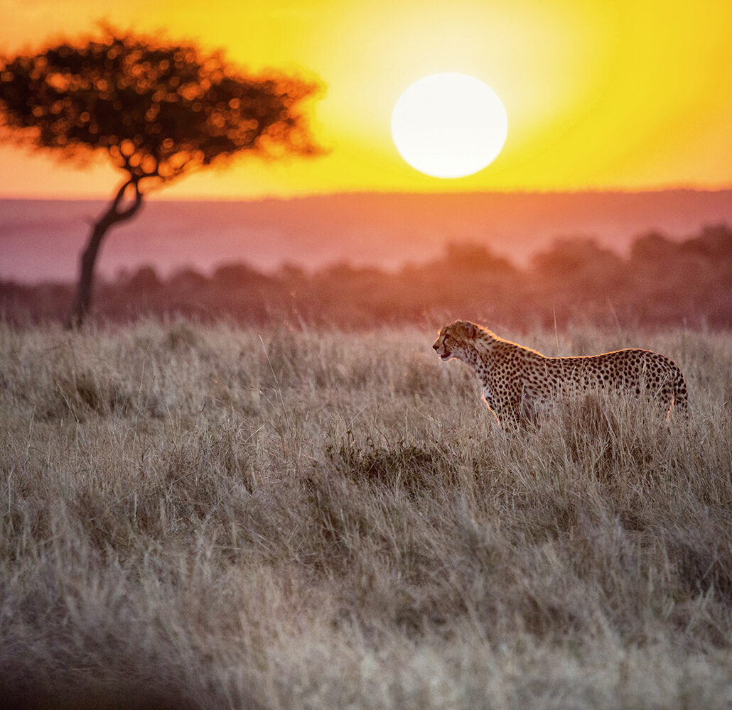 Cheetah in sundown Masai Mara 2-1743