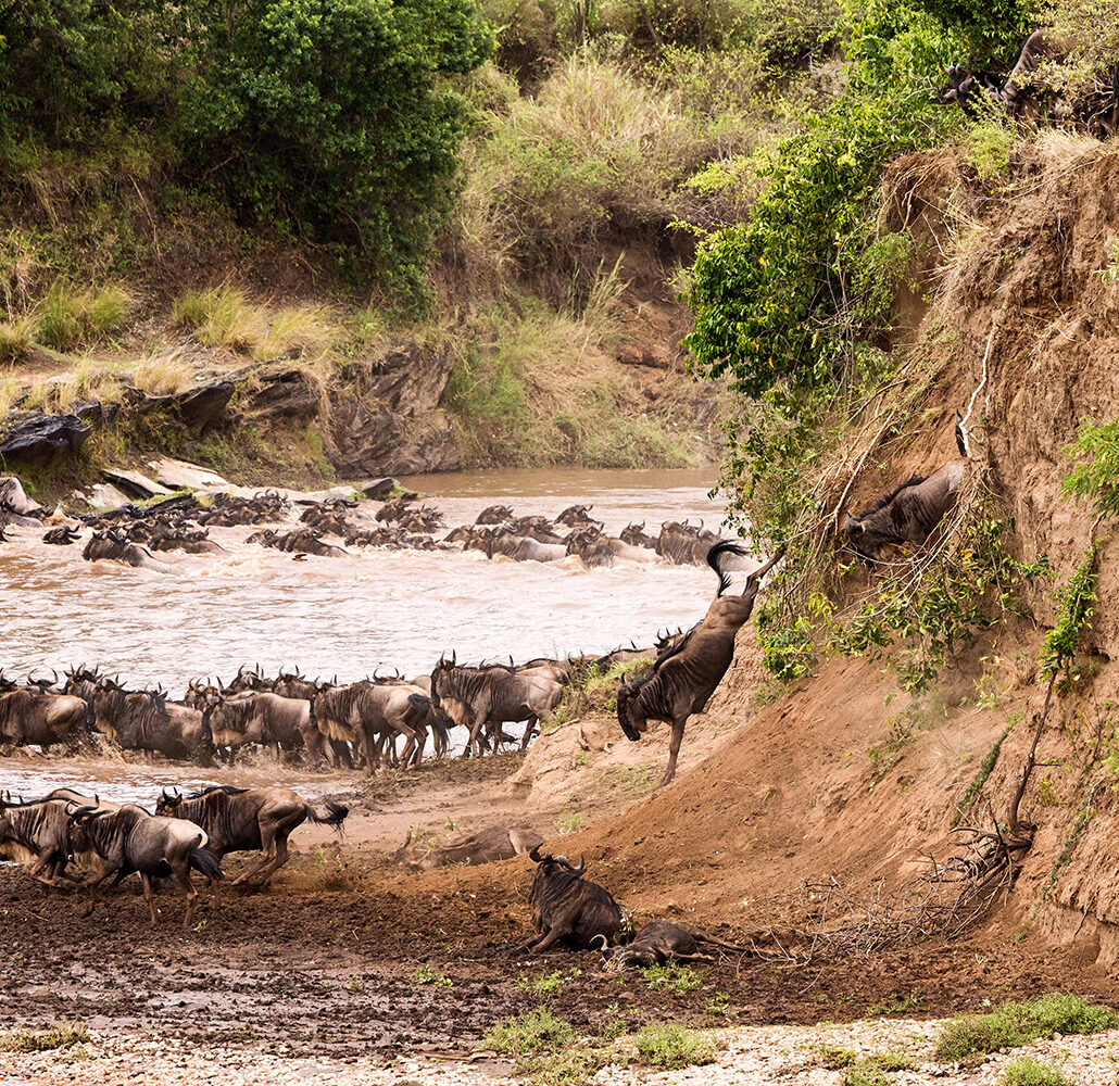 Gnus Jump Mara River 3508 V5.21
