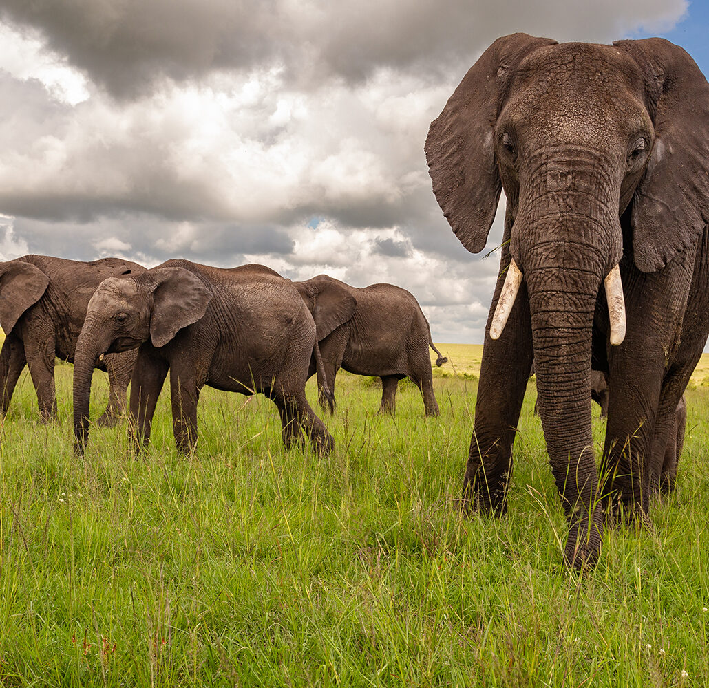 Malaika JoFi _MG_1961--63 - Kopie