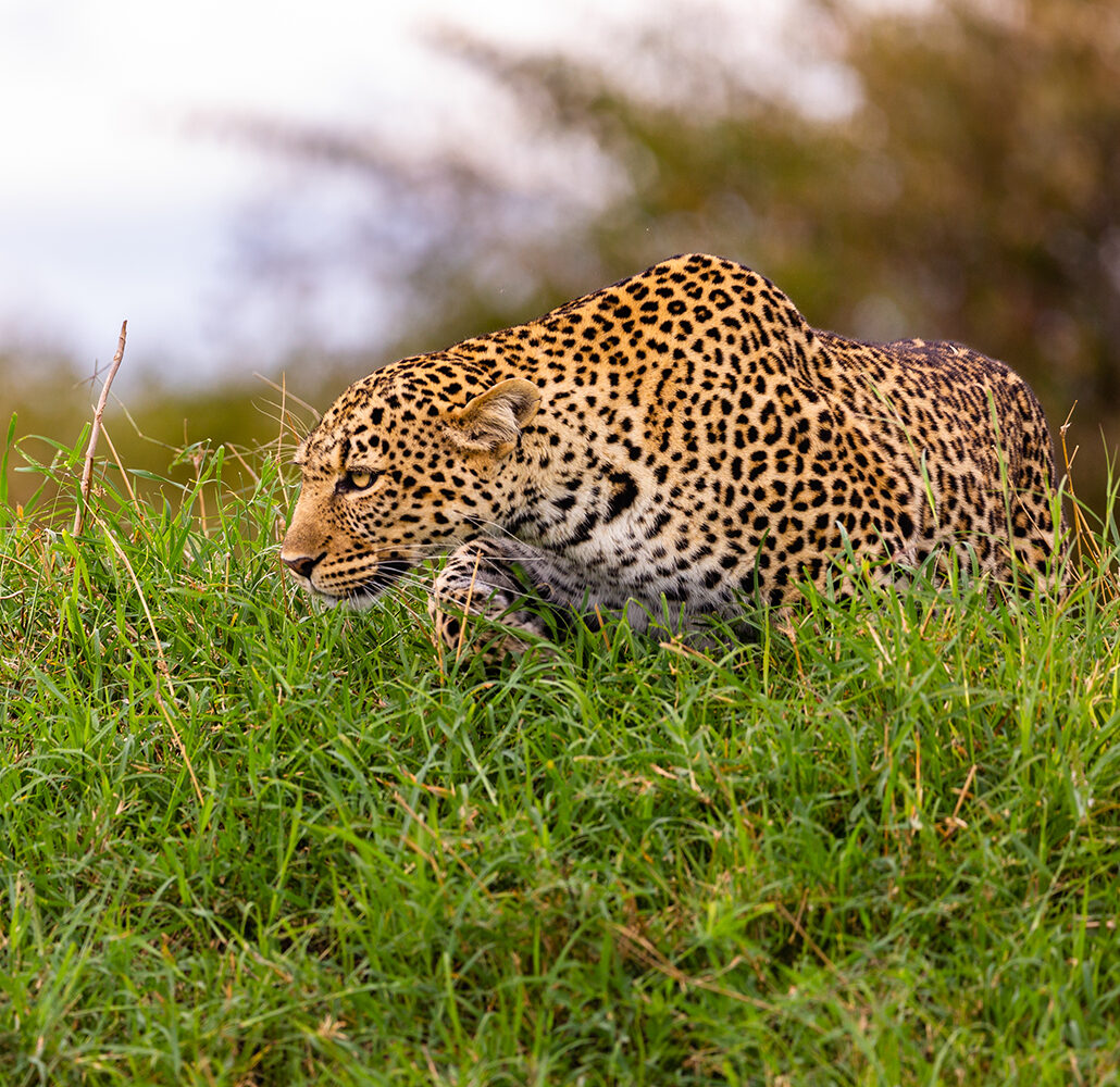 Malaika _MGL3223--156 - Kopie