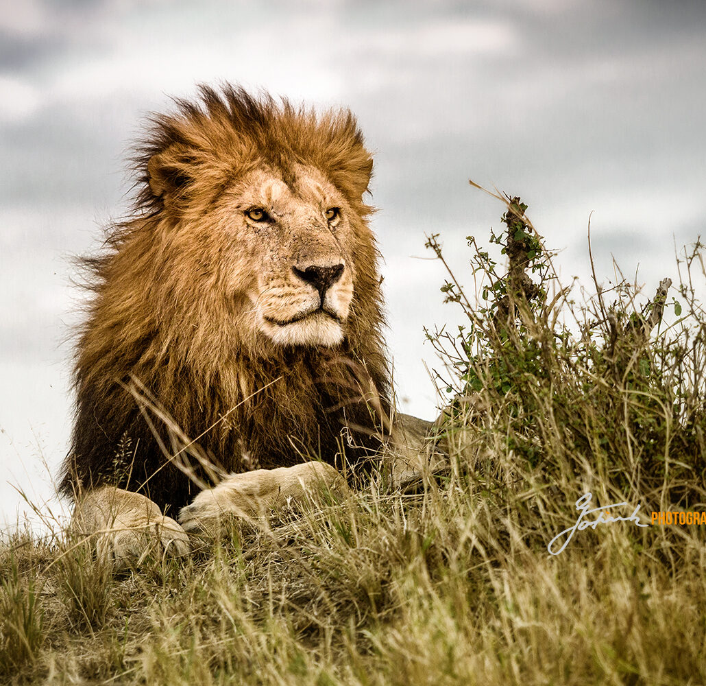 Proud view, Lioin King 1910 V 5.21 WL