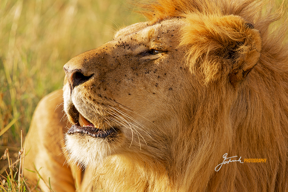 The-Call-of-Lion-King-Masai-Mara-Kenia-5574