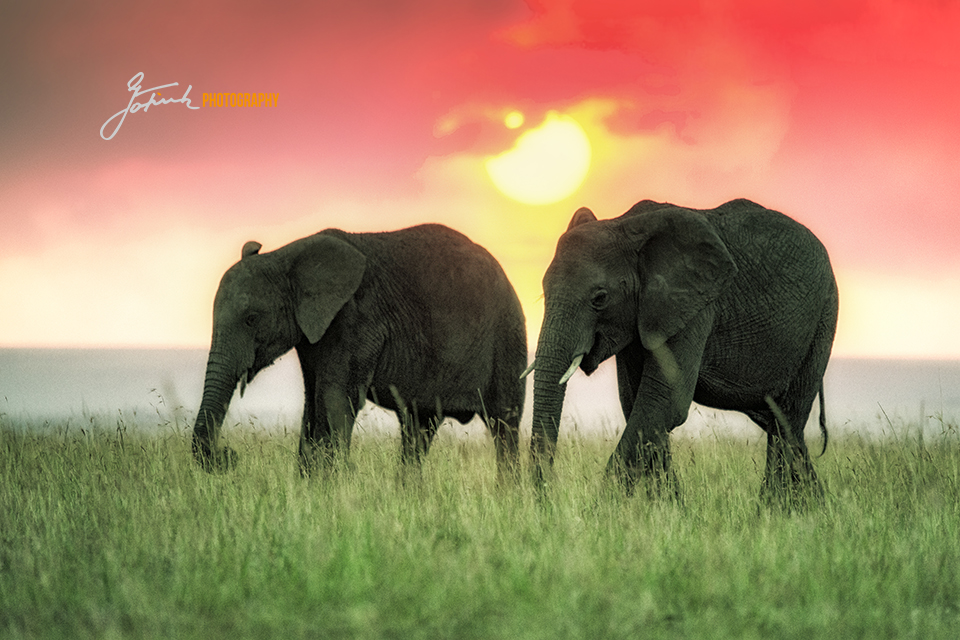 Two-Elephants-in-Sundown-Masai-Mara-Kenya-2918
