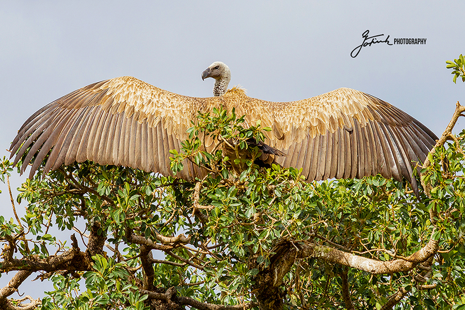 Weißrückengeier-Whie-back-vulture-Masai-Mara-Kenia-