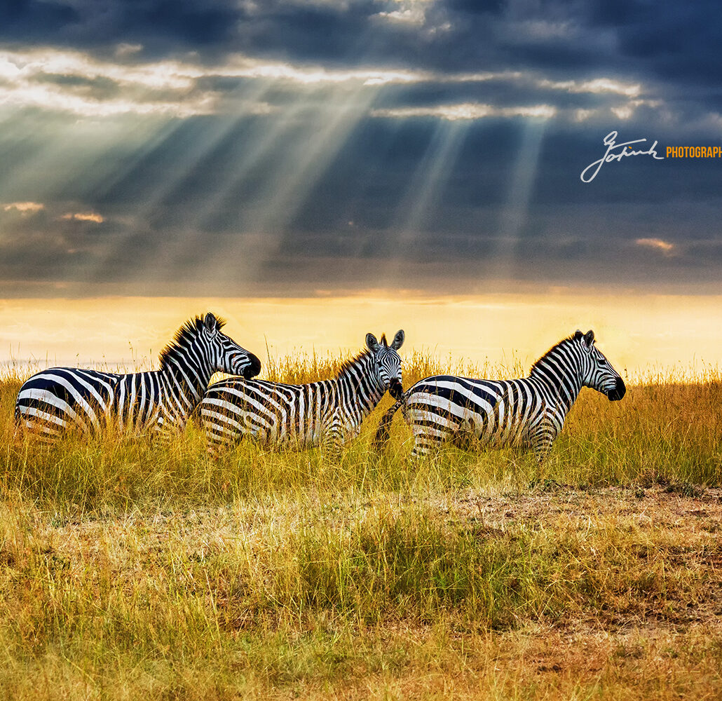 Zebras in savannah near Malaika Camp, Masai Mara 4061 v apr 21 WL