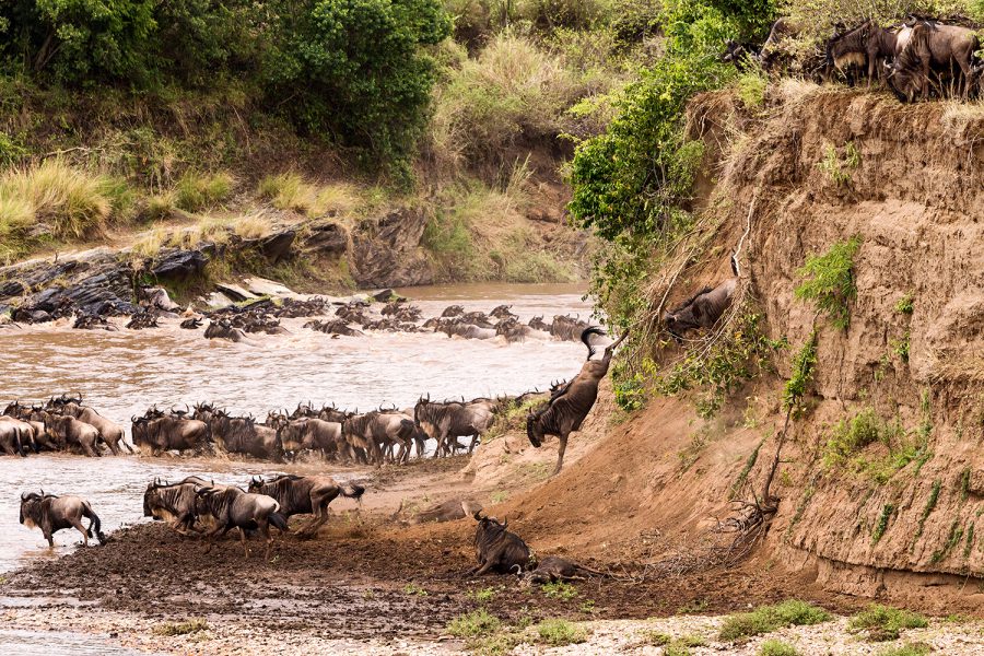 Gnus Jump Mara River 3508 V5.21