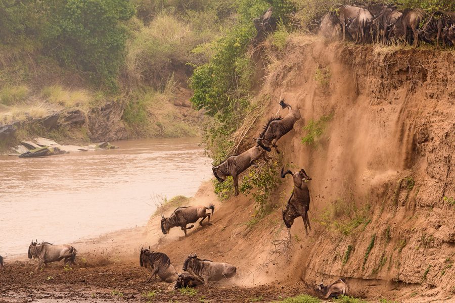 Gnus-Jump-Mara-River-Masai-Mara-Kenia-33681