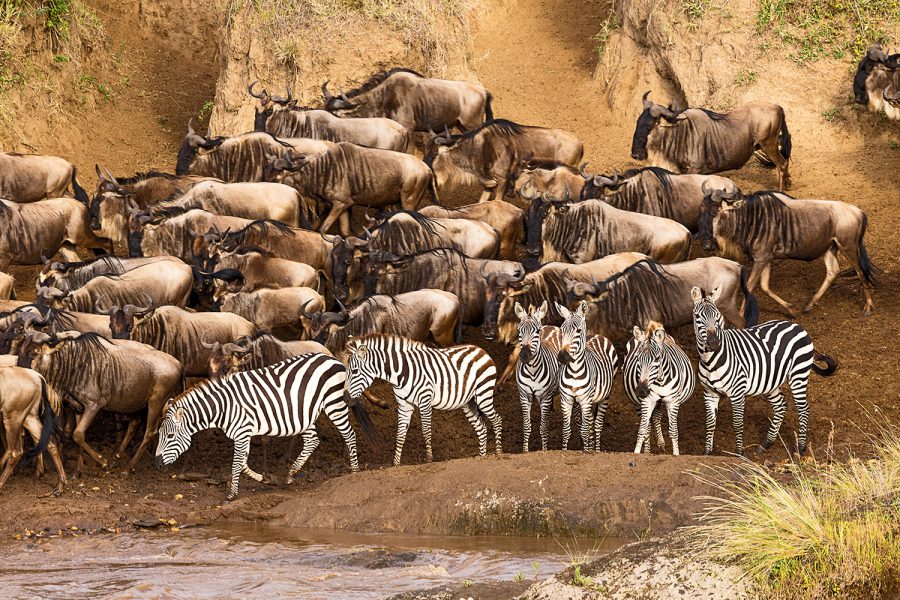 Gnus and Zebras crossing Mara River, Masai Mara, Kenia 1653-12.2.16