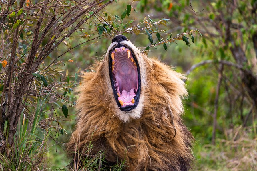 Malaika JoFi _MGL4771--290