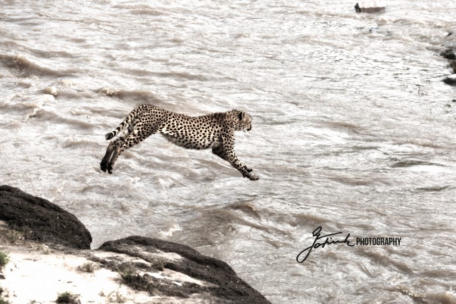 Masai Mara IMGL6263 L 1500w